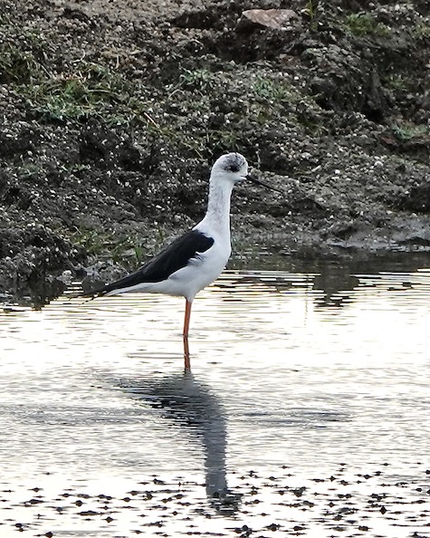 black-winged stilt